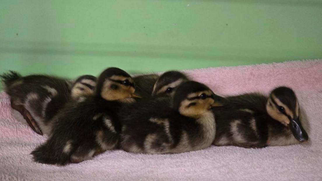 Five ducklings in a huddle on a pink towel