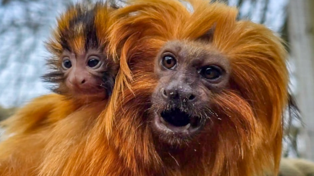 The baby golden lion tamarin clinging to its parents’ back.