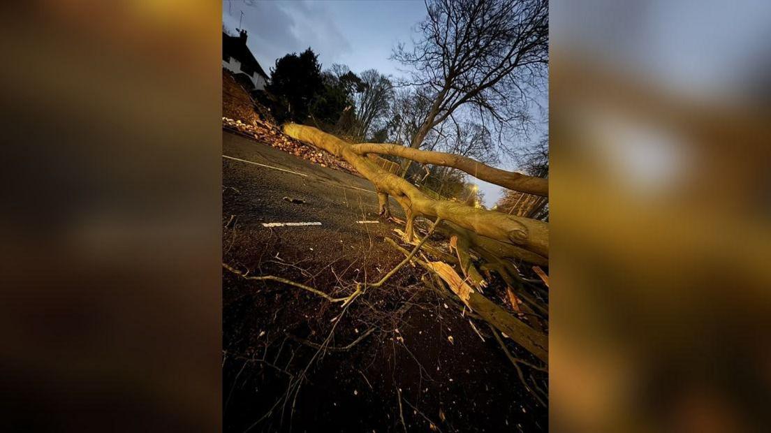 The fallen tree lies across the road, with bricks where it has broken through the wall and broken branches on the road. It is dark.