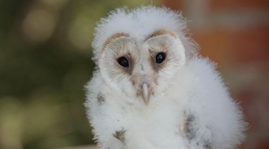 The picture shows a baby owl looking directly at the camera. It has white fluffy feathers all over its head and chest. It has dark black eyes and a small pointy beak.