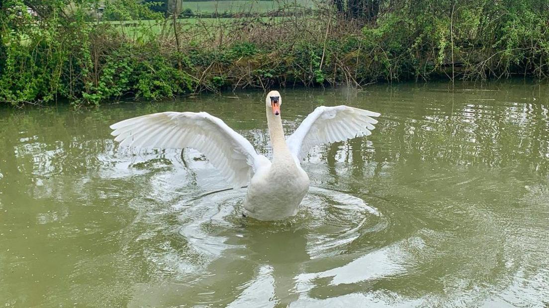 A white swan looks to be nearly "standing" on the water on this waterway of green water. The swans white feathered wings are spread wide and it looks at the camera with its orange beak. Behind it are green bushes along the bank with some strands of barbed wire visible beyond.