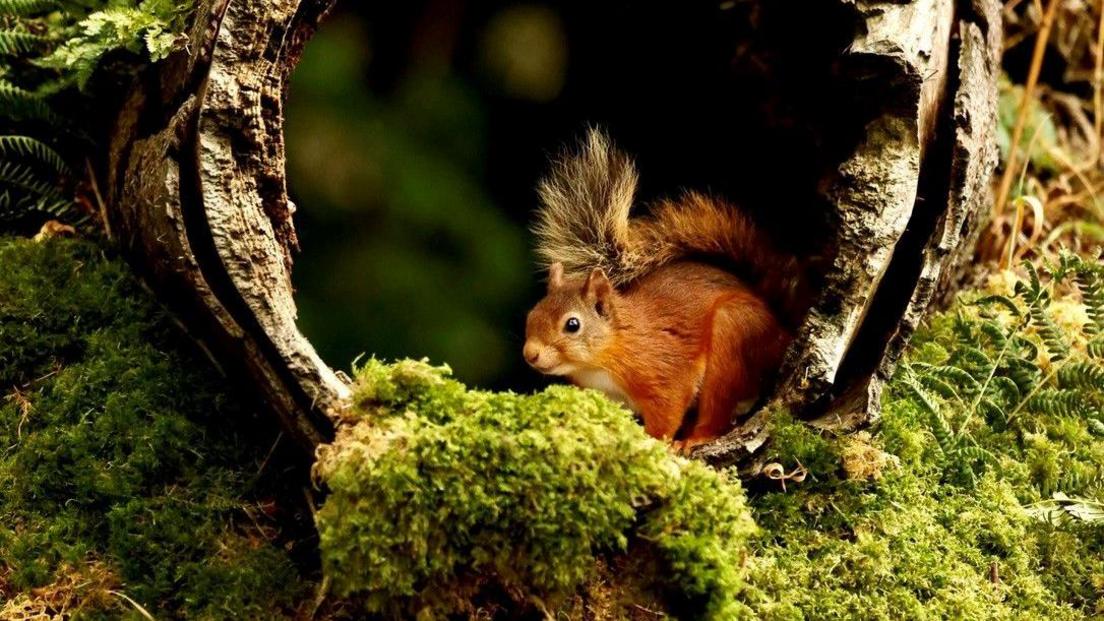 The squirrel is hiding in the hollow of a tree, which is covered in lush, green moss.