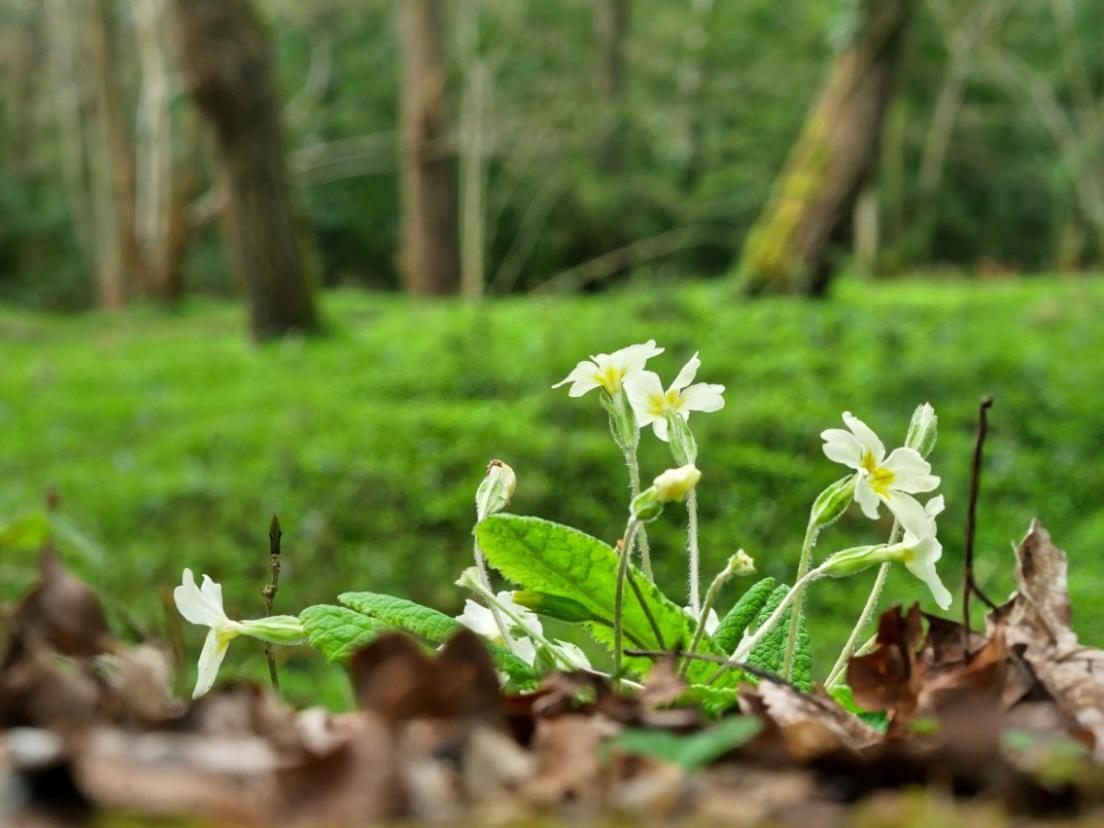 A close-up shot of some flowers in Mortimer Common, taken by Weather Watcher Ragged Runner