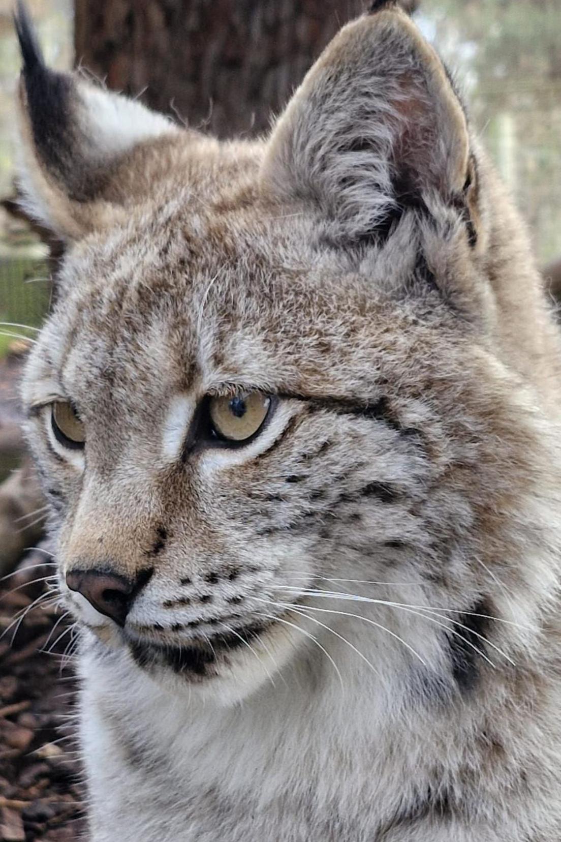 The stripy wild cat is looking down to the left of the image.