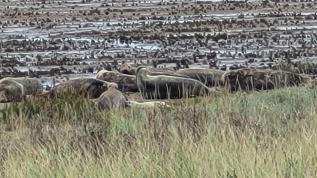 A seal pup in the distance surrounded by cows and bulls. It is a side view of the pup with its nose pressed against an older seal. There is a grassy marsh and sand surrounding the seals.