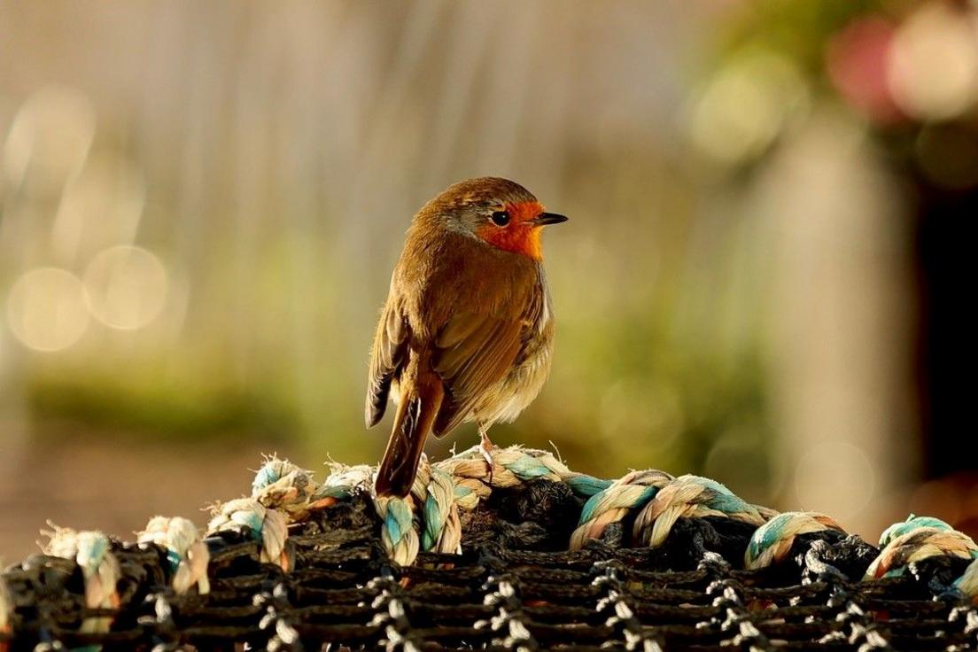 A robin, with its distinctive red breast, perches on a lobster creel, woven with blue and white rope, the background softly blurred in green and beige tones.