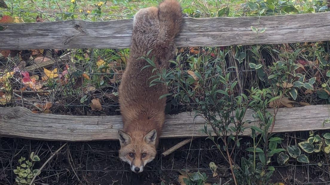 A fox hanging by its back legs from a wooden and wire fence