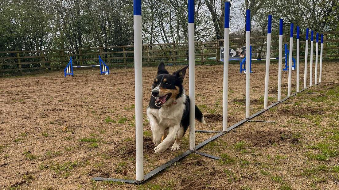 Zola the black and white collie weaving in between a row of poles during an agility competition