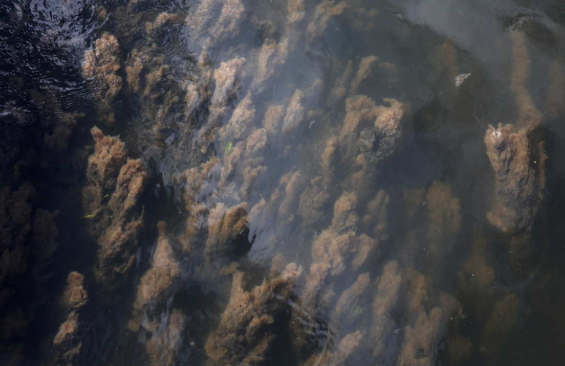 Clouds of brown algae in a waterway. 