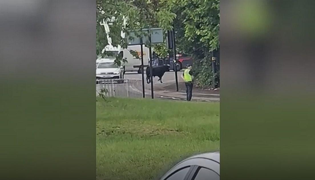 Still from a video showing a suburban road with grass on one side and a hedge on the other. A bull appears to have just crossed the road and is standing on the pavement. A person in a yellow hi-vis is standing a few yards from the animal. There is a car and a white lorry on the road.