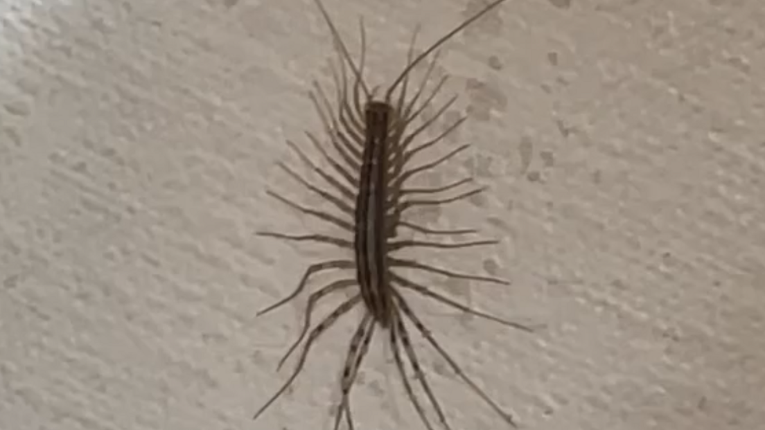 A close up picture of the centipede, it is a yellow/grey colour and has 15 pairs of legs which appear to have black stripes on them