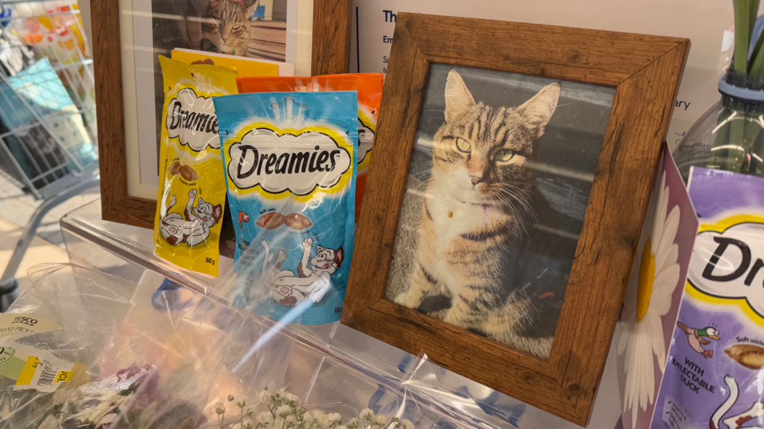 A picture of Oscar the cat in a wooden frame next to packets of Dreamies cat treats