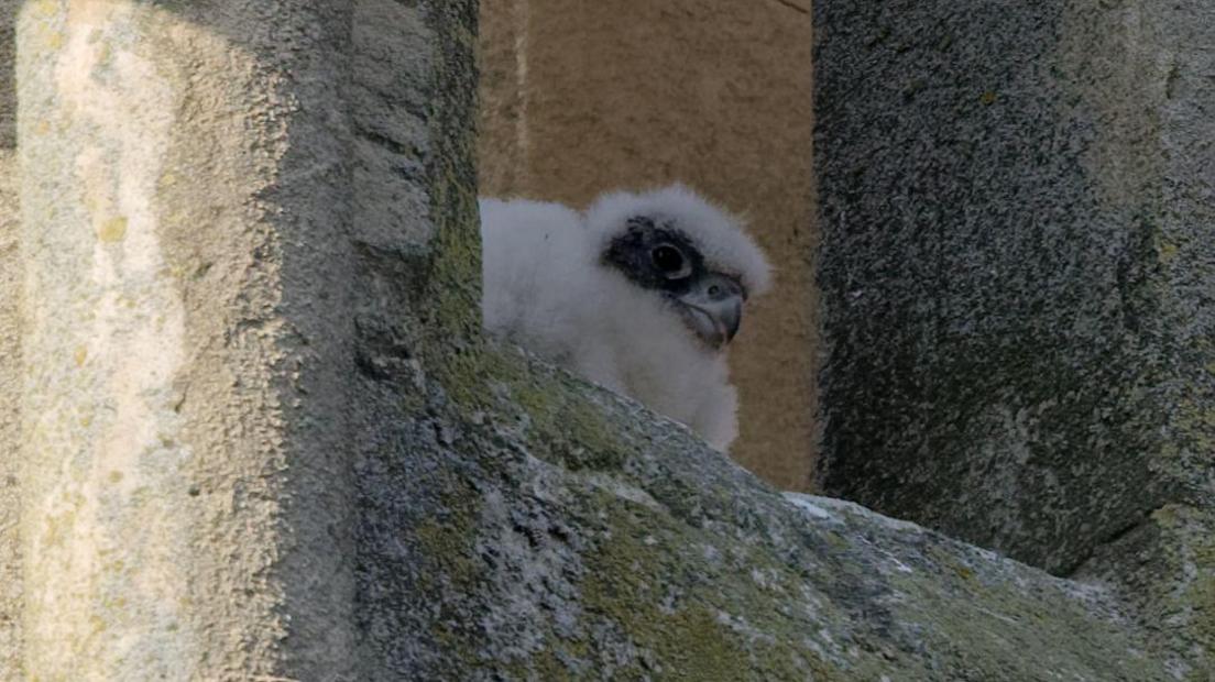A peregrine falcon chick sat on top of a building. The chick has white feathers with a black strip across its eyes and a grey beak. It is peeping out from between two stone pillars.