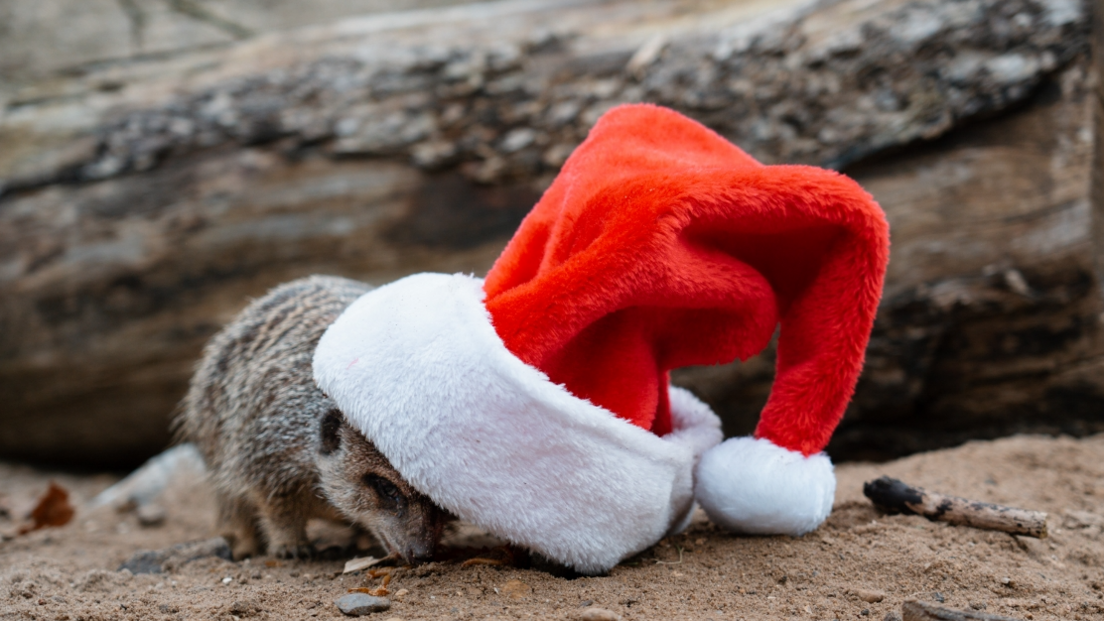  A small meerkat popping its head into a large Santa hat, in an enclosure with a large tree trunk lying on the ground behind