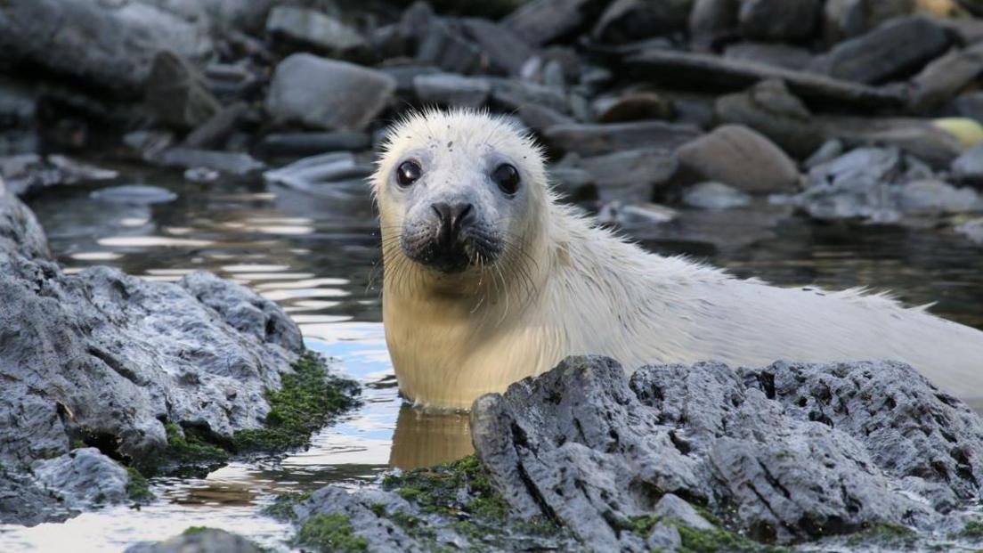 A white seal pup with wet fur and big black eyes looks at the camera, his body is in in a the water of a rockpool, with grey rocks nearby. 