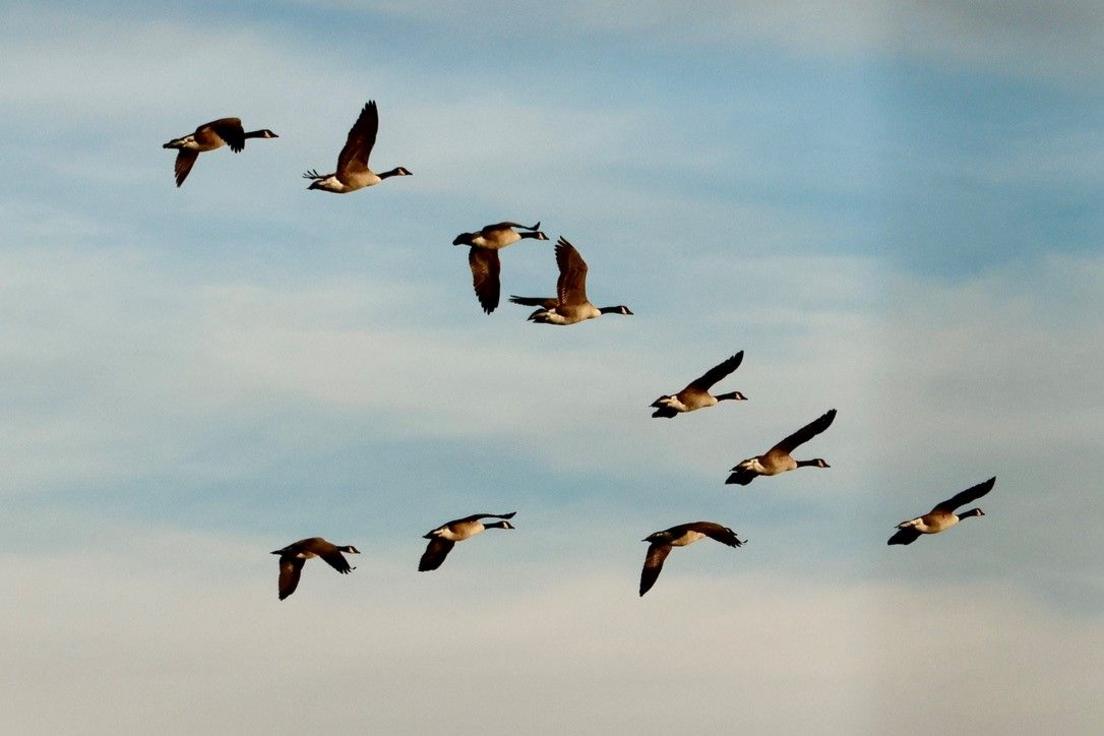 Geese flying in formation