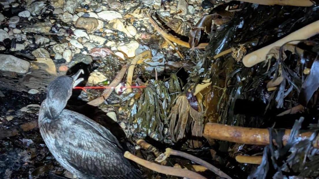 A black cormorant standing in the dark with a red wire coming out of its beak which is also attached to a large pile of kelp to the right.