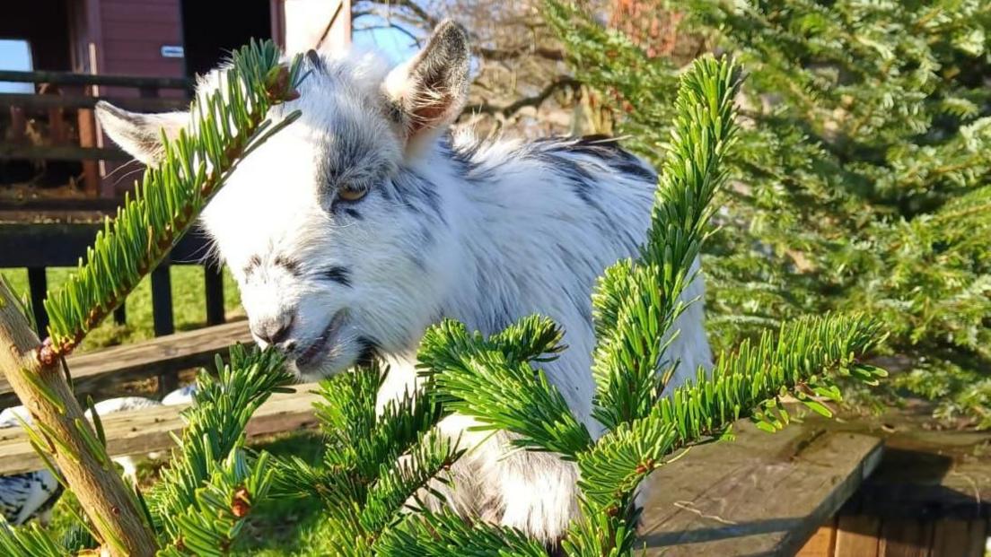 A white pygmy goat eating a Christmas tree.