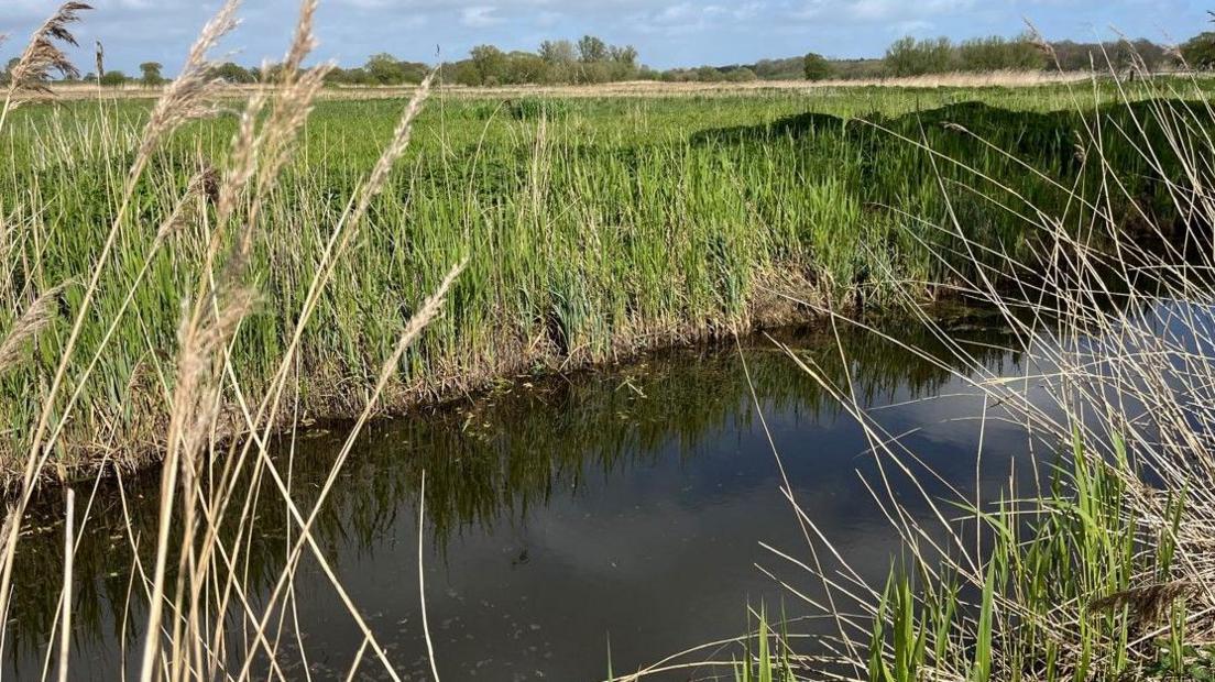 River and reed beds