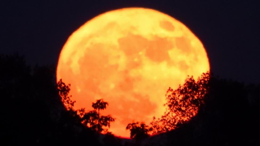 A bright orange-coloured moon with shadows of trees in front of it. The sky is black.