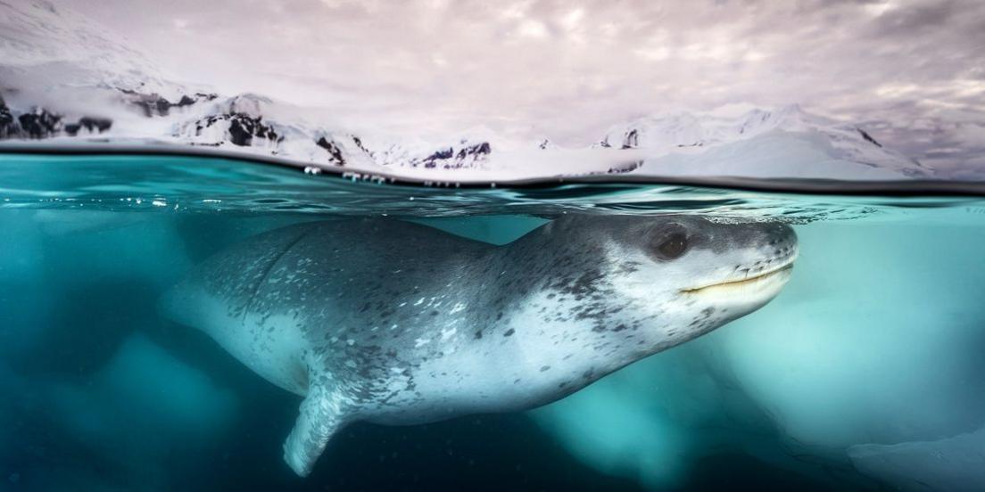 underwater photo of a seal, which appears to be smiling