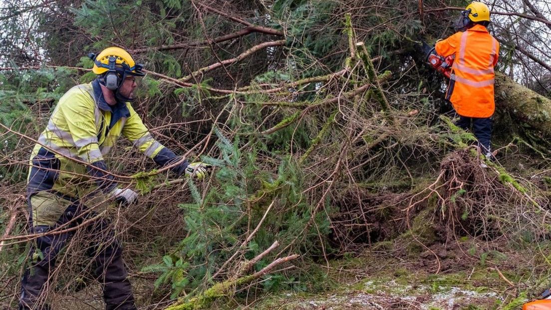 Tree cutters