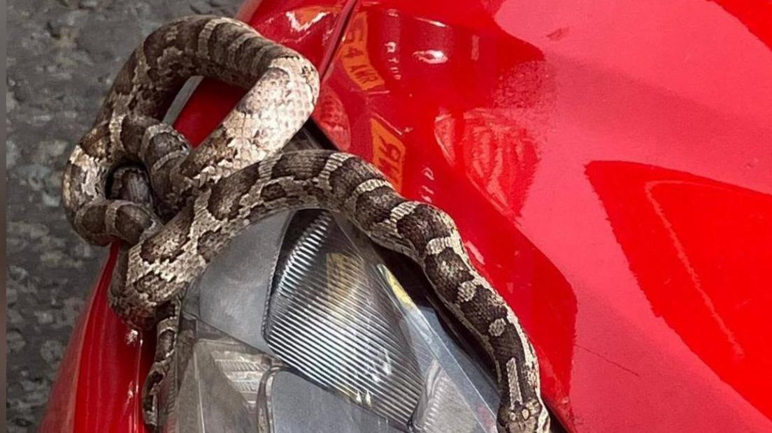 A patterned snake is coiled around the front headlight and hood of a bright red car. The snake’s body wraps over the glossy surface, contrasting with the smooth paint and glass. The scene appears to take place outdoors on a gravel surface, creating a striking and unusual encounter.
