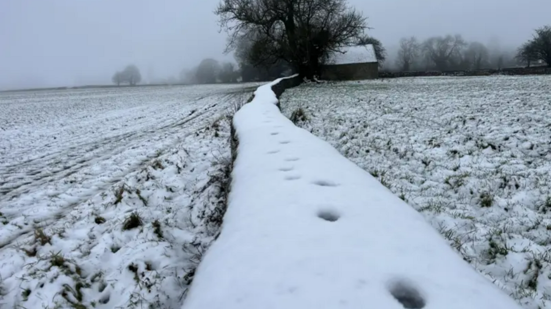 A field and a wall is covered in a layer of white snow, there is a tree in the distance.