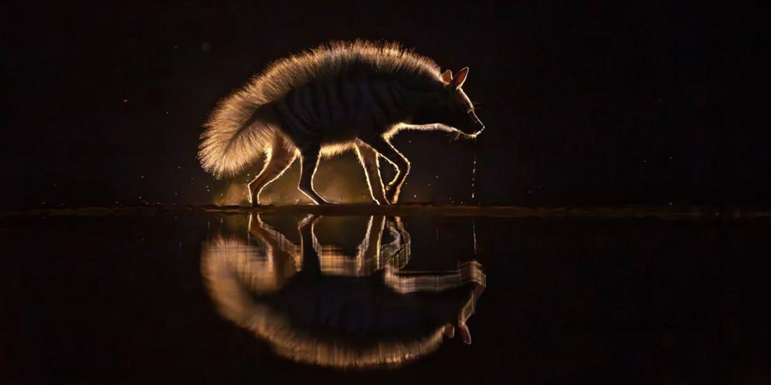silhouetted hyena with water dripping from its mouth, reflected in water