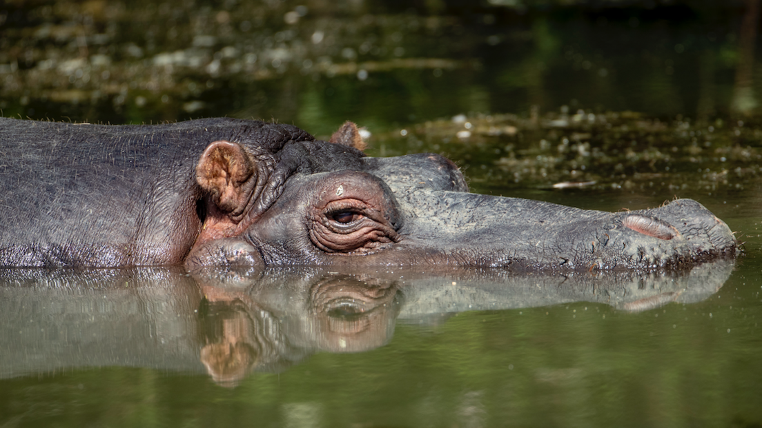 A hippo in water with their head half submerged and eyes above the surface. Their reflection is seen in the water. 