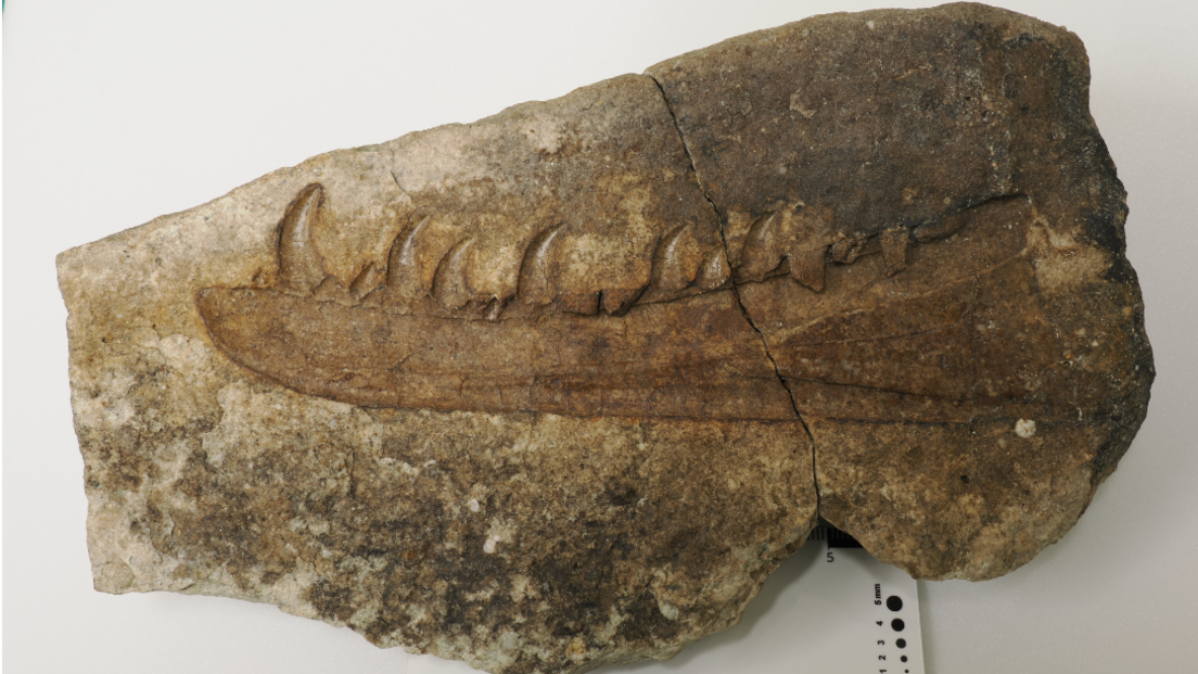 A photograph of the fossil that shows the clear imprint of a crocodile like jaw bone with large serrated teeth in the stone