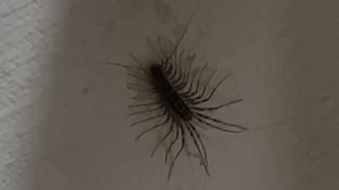 The centipede is a yellow/grey colour and has 15 pairs of legs which appear to have black stripes on them
