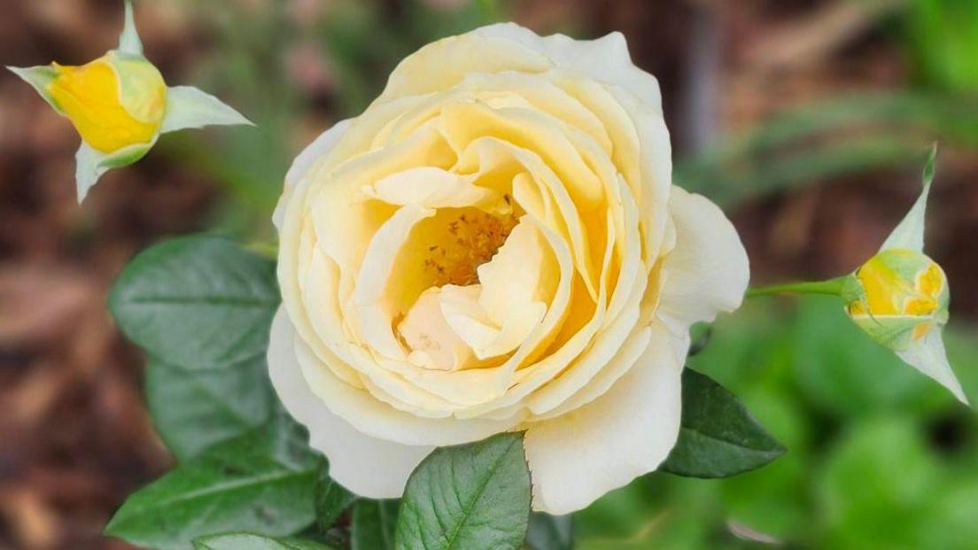 Yellow roses and yellow rose buds