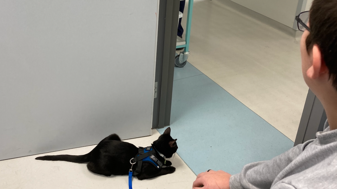 A boy sat in a hospital corridor with a cat on the floor by his feet. The cat is black and has a blue lead. 