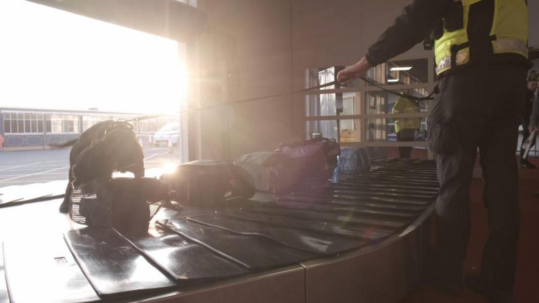 A black dog on a lead sniffs suitcases on an arrivals hall conveyor belt. A police officer wearing a hi-vis waistcoat holds the other end of the lead.