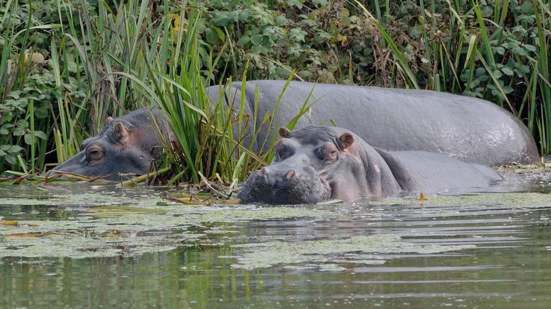 Two hippos half submerged in water surrounded by green vegetation. One is  looking towards the camera and the other off to the left side. Both are very large and grey coloured. 