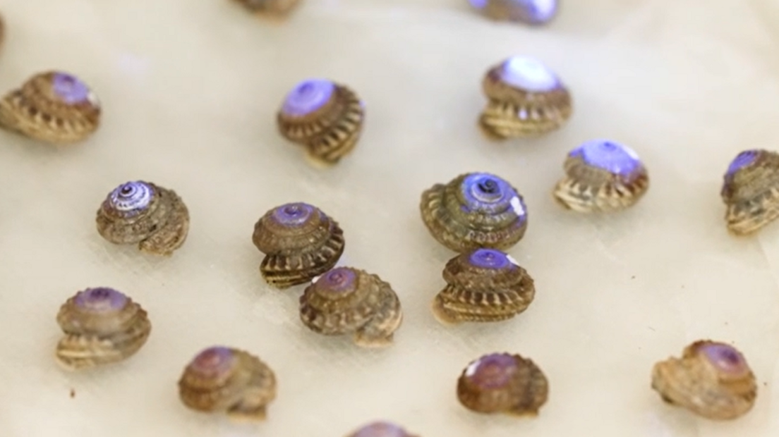 Tiny snails on a pilot with some glistening a purple colour on their shells
