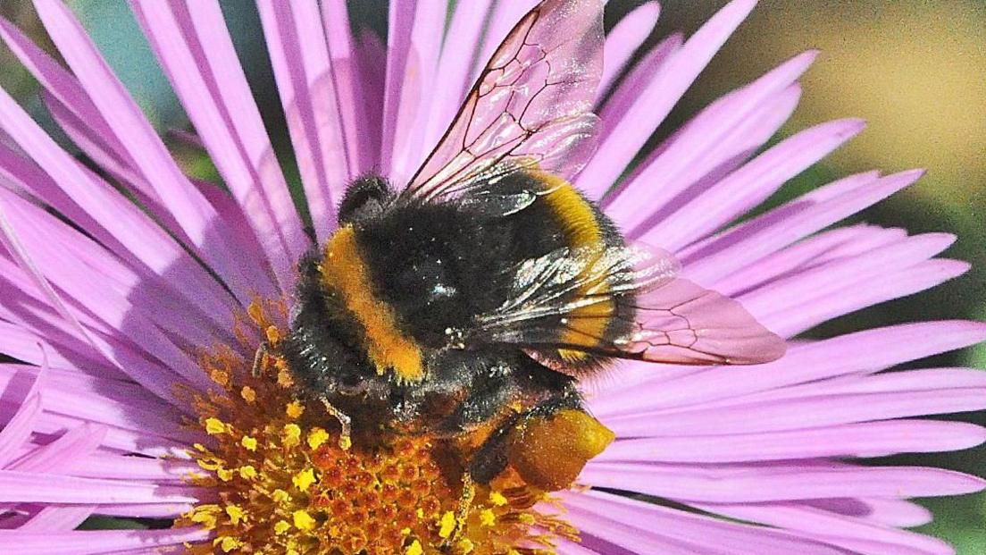 A bee sits on the middle of a brightly-coloured pink flower