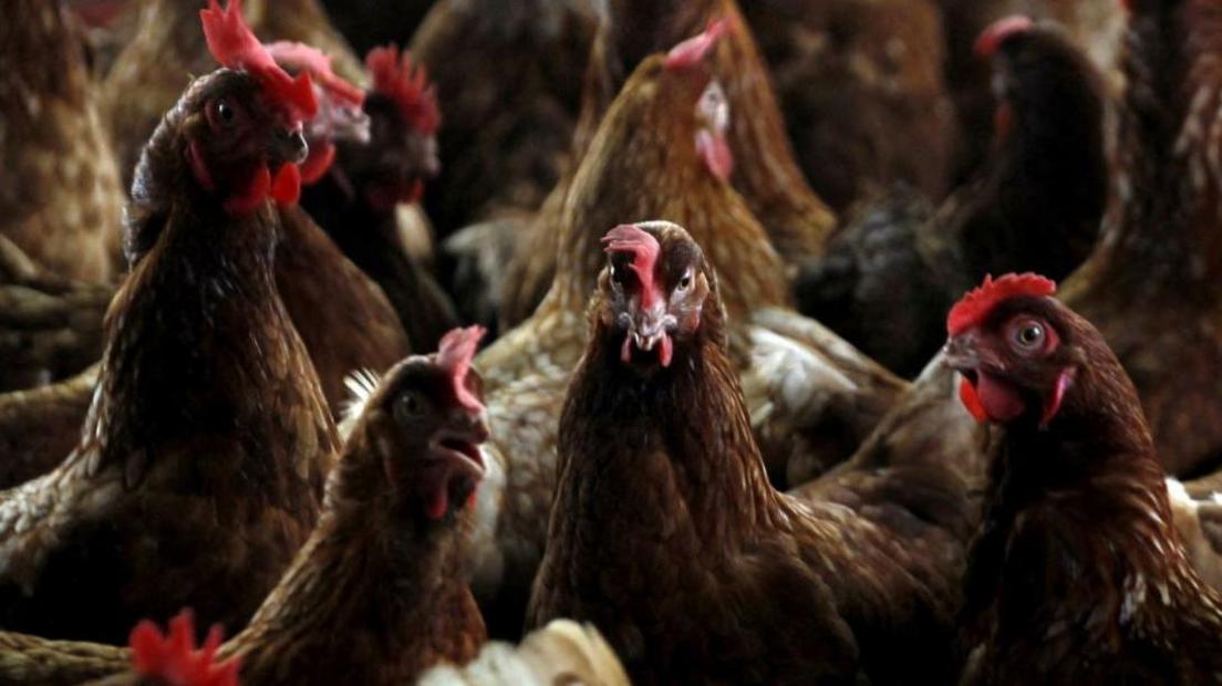A group of about a dozen chickens are seen closely packed together.