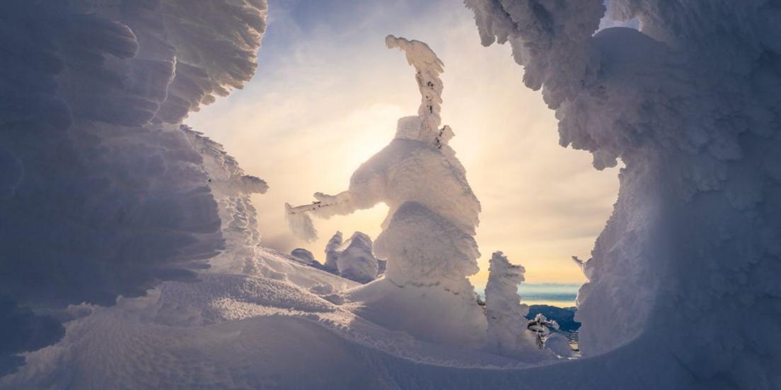 snowy scene with a frosted trees appearing like snow monsters