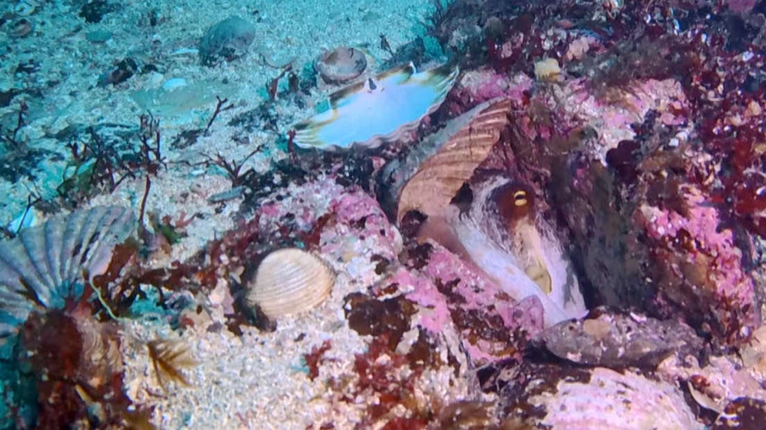 Octopus hides in a hole on the sea bed surrounded by empty shells and seaweed