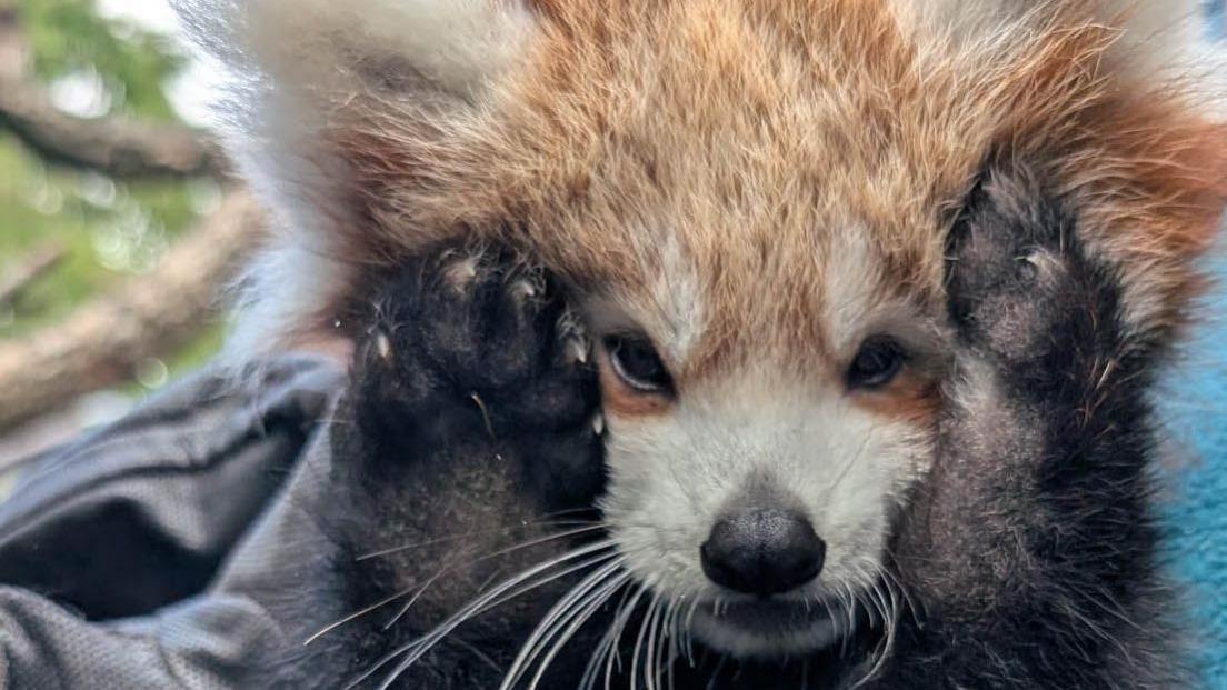 A closeup of a shy red panda cub, taken for an ID photo, shows it holding its paws to the sides of its face.