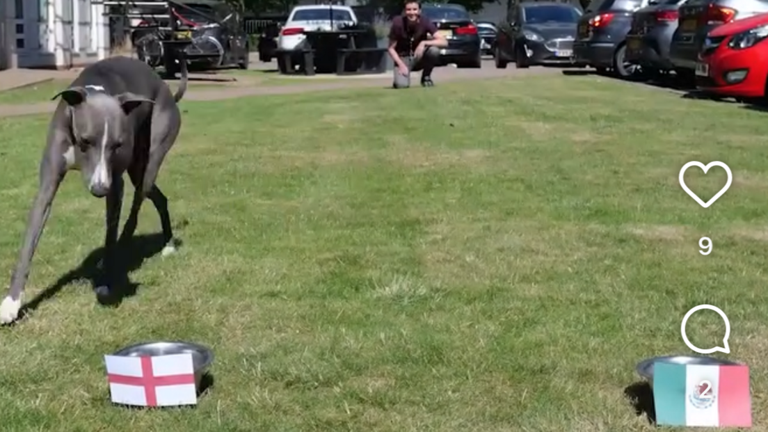 Winston choosing an food bowl with an England flag instead of the bowl with a Mexico flag