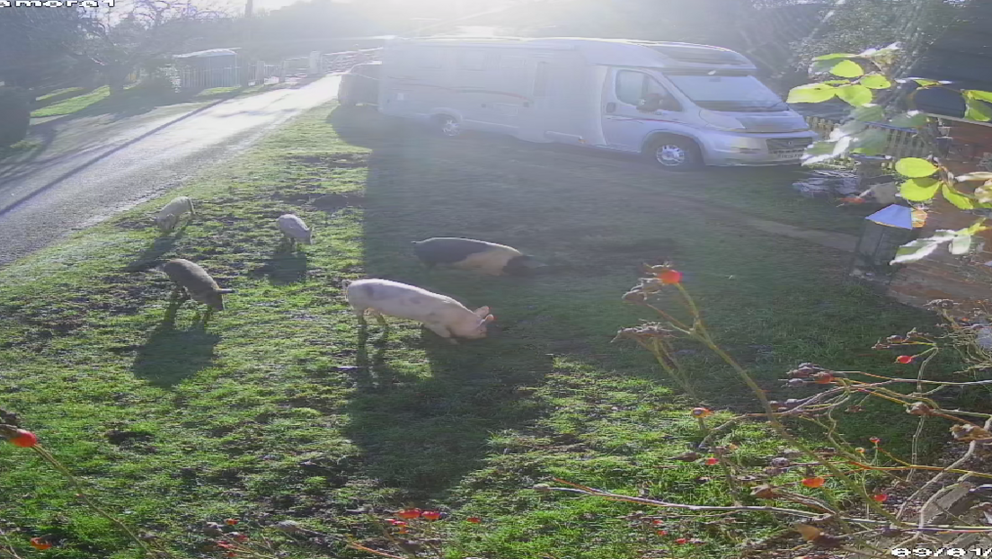 CCTV image of five pigs on Colin Williams' front lawn