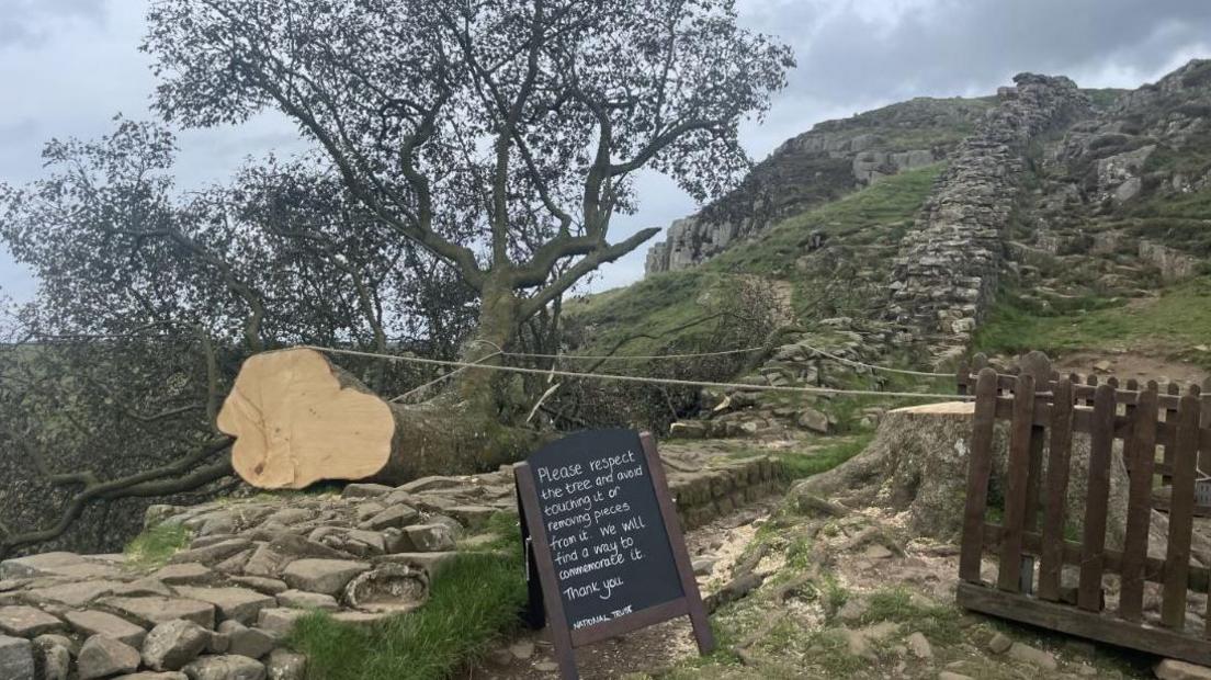 The felled tree at Sycamore Gap, showing the cut trunk of the tree resting on a portion of the wall, and the wall on the rim of the dip to the right hand side of the image. A sign next to the tree asks people not to touch it or take any souvenirs