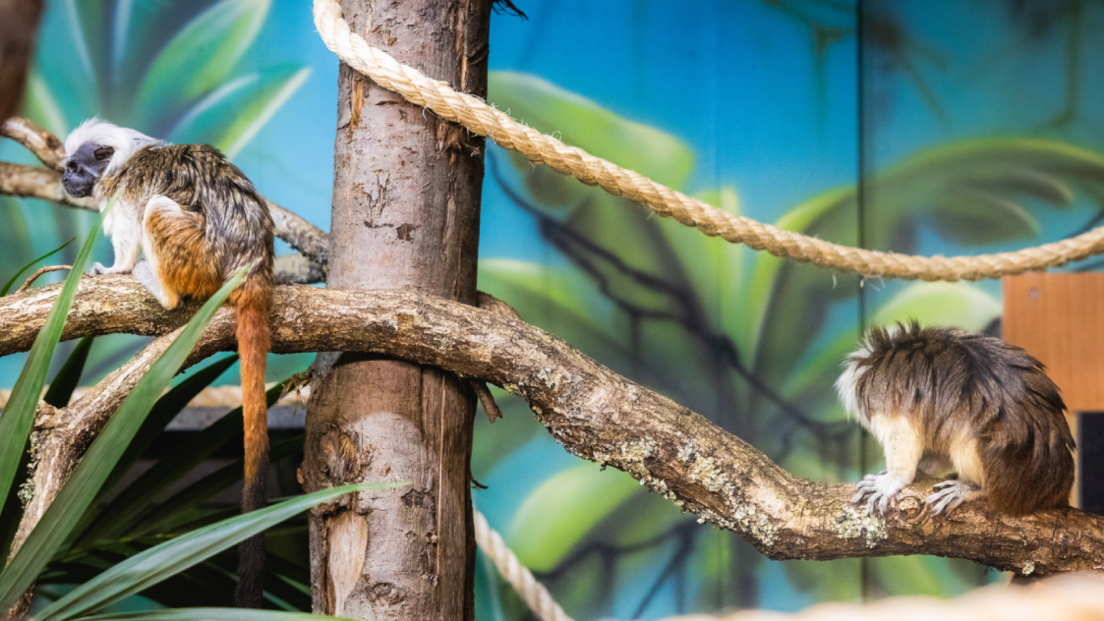 Cotton-top tamarins Raquel and Raymond at Folly Farm in Pembrokeshire