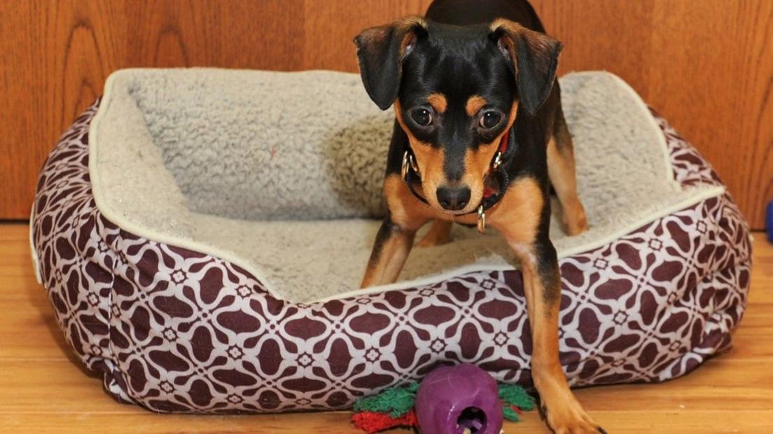 Mixed breed dog with a tan and black coat, standing in a pet bed with a toy in front of it.