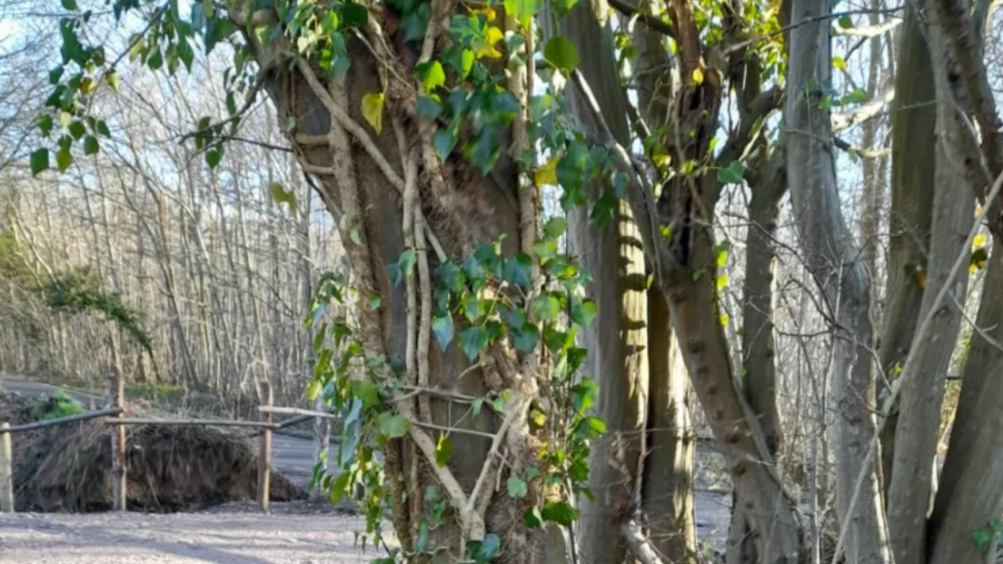 Ivy tangled around a tree.