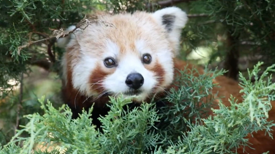 A red panda nestled among green foliage, partially hidden but looking directly at the camera. Its reddish-brown fur, white facial markings, and dark eyes are clearly visible, making it the focal point of the image.