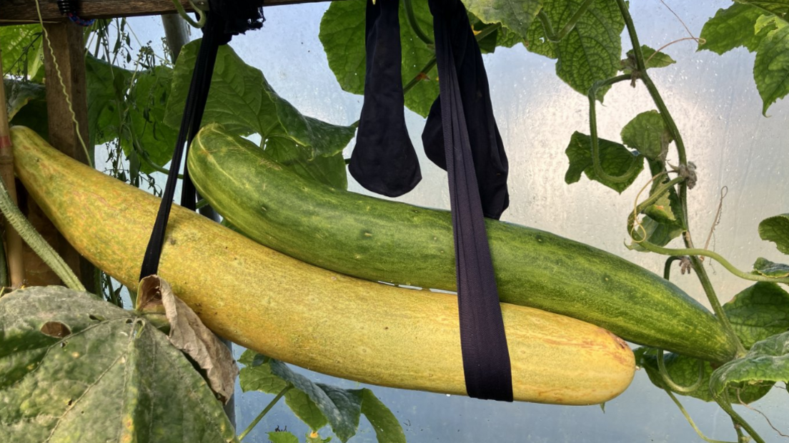 Two very large cucumbers are tied to a supporting beam so they do not fall of their vine due to their weight. They are tied with a black pair of tights. One cucumber is light green and another is yellow